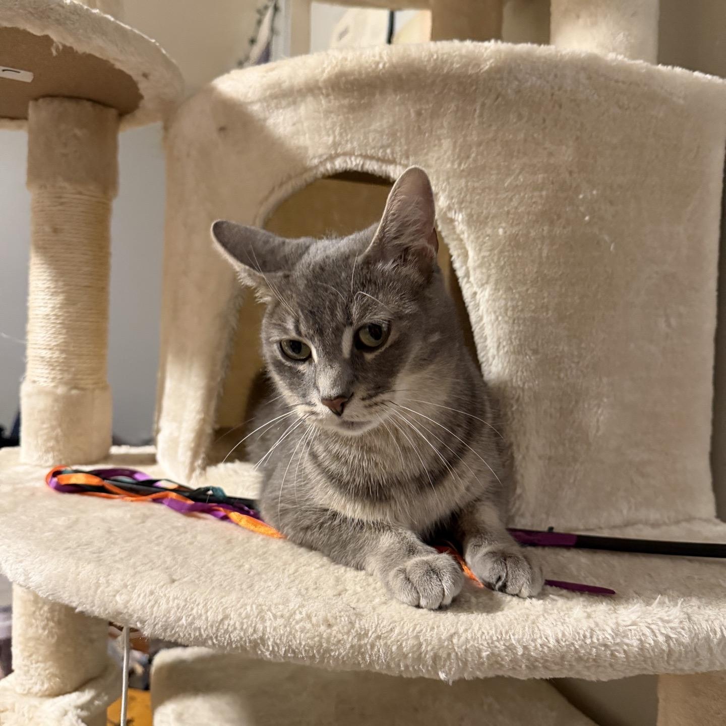 Enlarge Momma Bluebell, a Adoptable Domestic Short Hair in Cortland, NY image 3/6