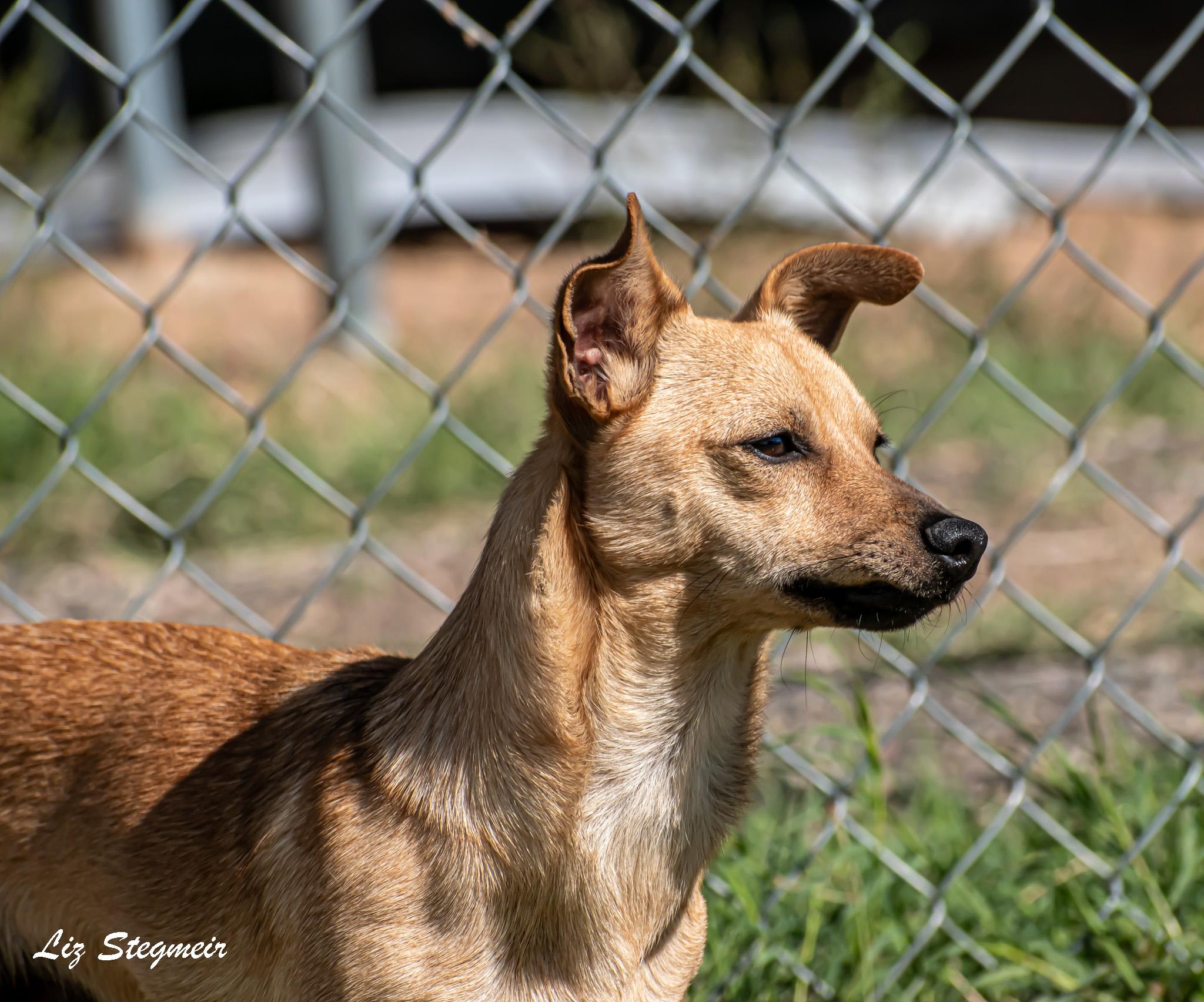 Doodle, a Adoptable mixed breed in Mayer, AZ image 1/3