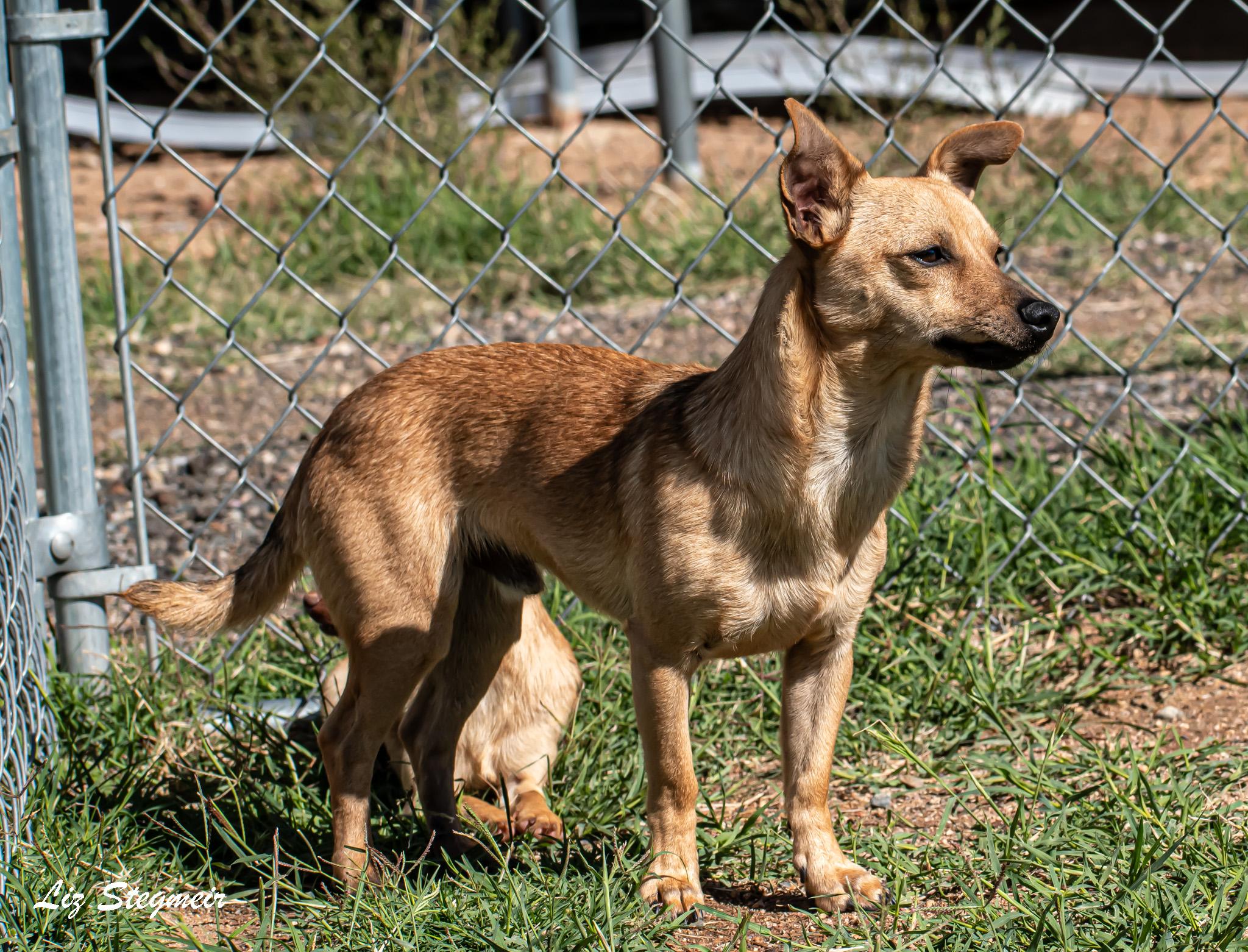 Doodle, a Adoptable mixed breed in Mayer, AZ image 2/3