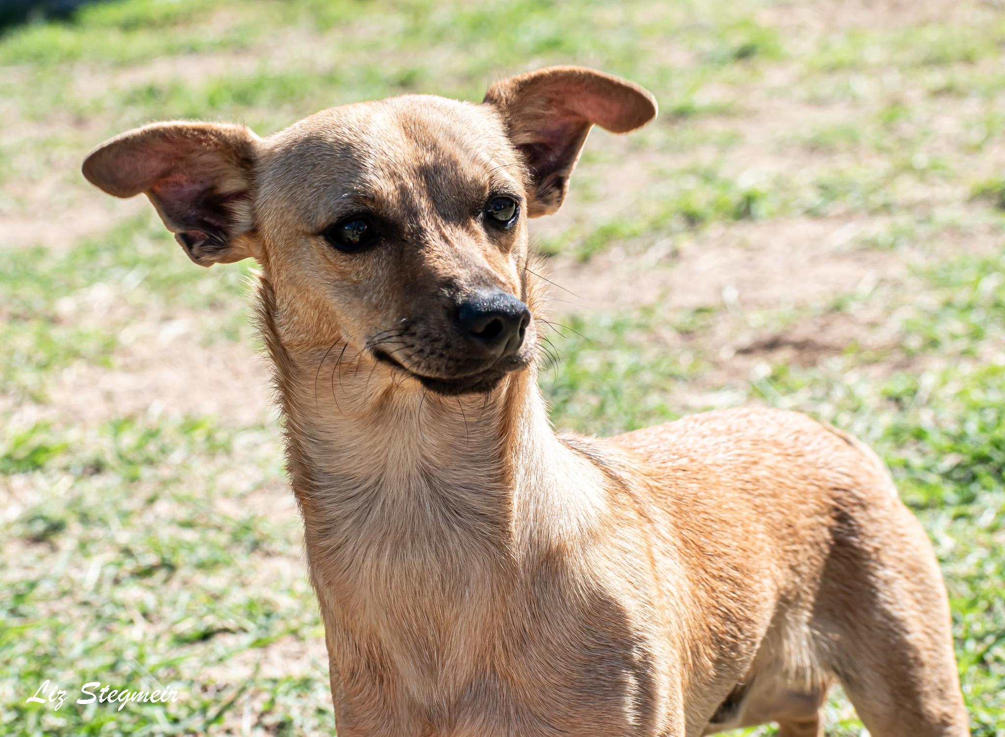 Doodle, a Adoptable mixed breed in Mayer, AZ image 3/3
