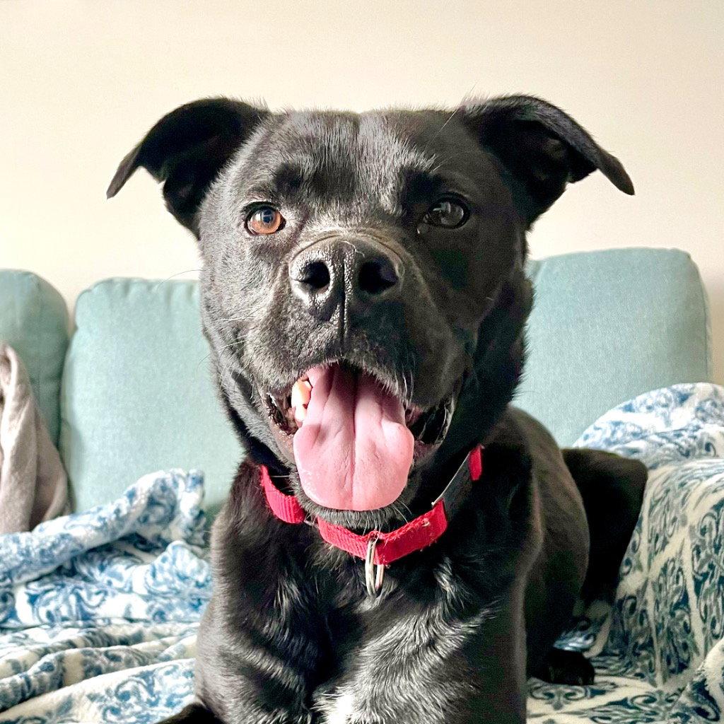 Enlarge Levi, a Adoptable mixed breed in Bloomfield, CT image 1/3