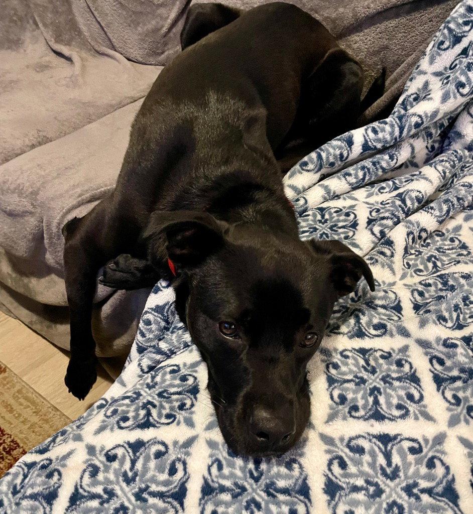 Enlarge Levi, a Adoptable mixed breed in Bloomfield, CT image 2/3