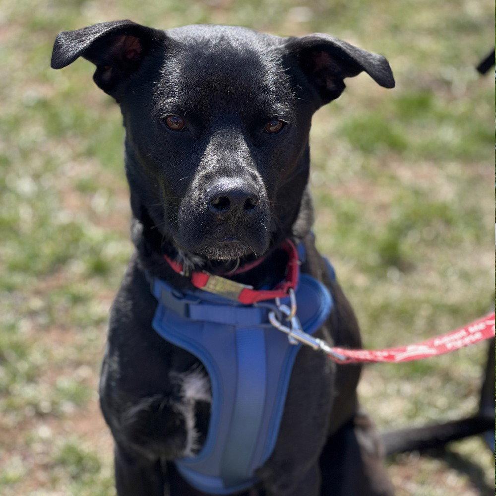 Enlarge Levi, a Adoptable mixed breed in Bloomfield, CT image 3/3