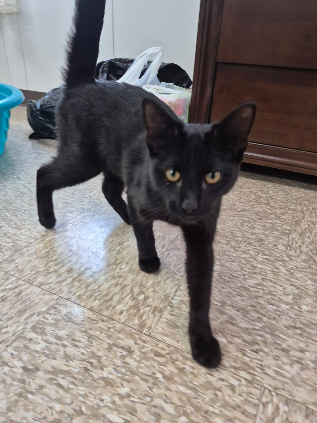 Johnny Cash, adopted, Young Male Domestic Short Hair.