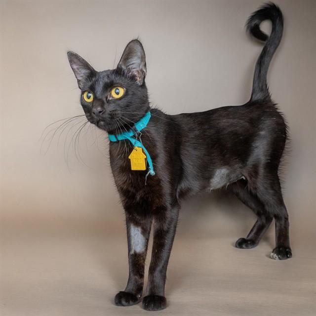 Enlarge CORAL, a Adoptable Domestic Short Hair in Saint Louis, MO image 1/1