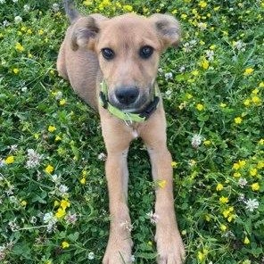 Cypress, an adoptable mixed breed in Lexington, KY image 2/5