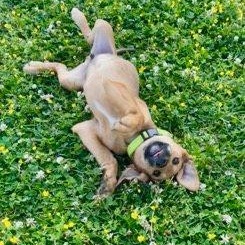 Cypress, an adoptable mixed breed in Lexington, KY image 3/5
