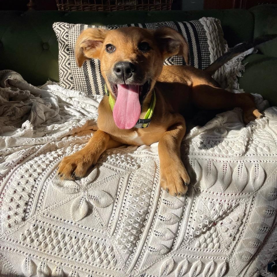 Cypress, an adoptable mixed breed in Lexington, KY image 4/5