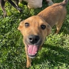 Cypress, an adoptable mixed breed in Lexington, KY image 5/5