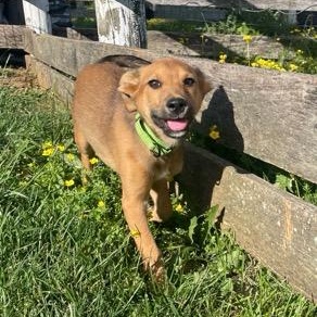 Cypress, adoptable, Young Male German Shepherd Dog.