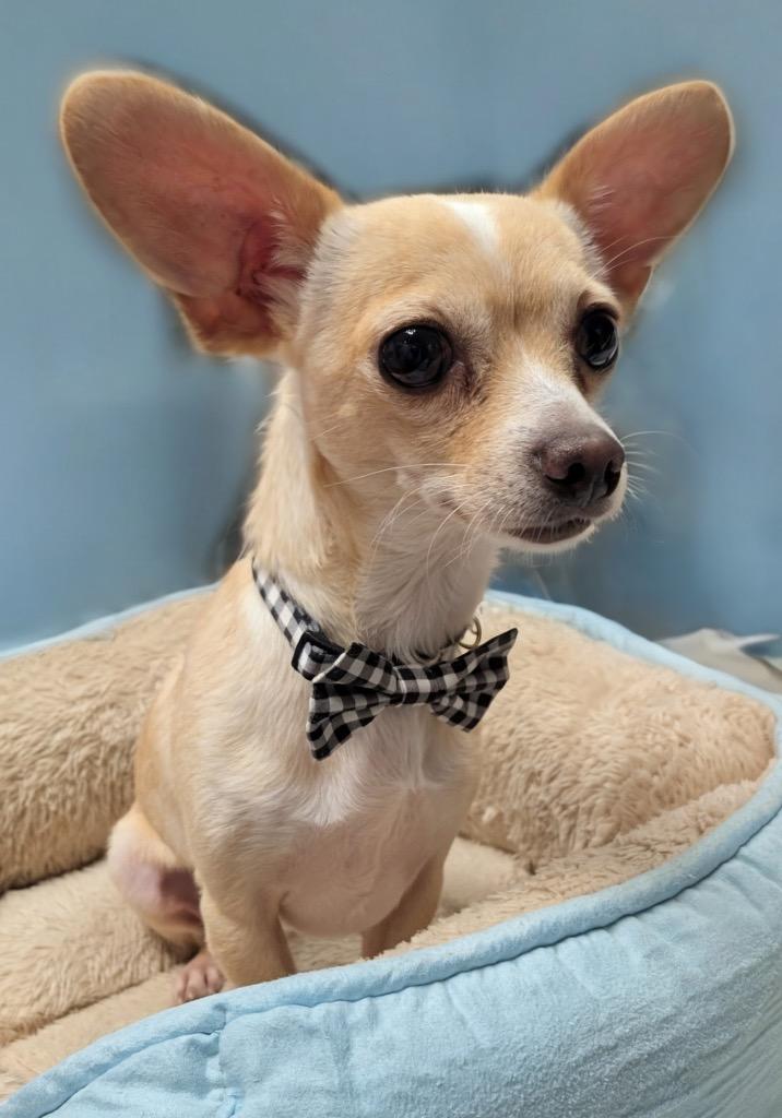 Enlarge Waffles, a Adopted Chihuahua in Fort Myers, FL image 1/2