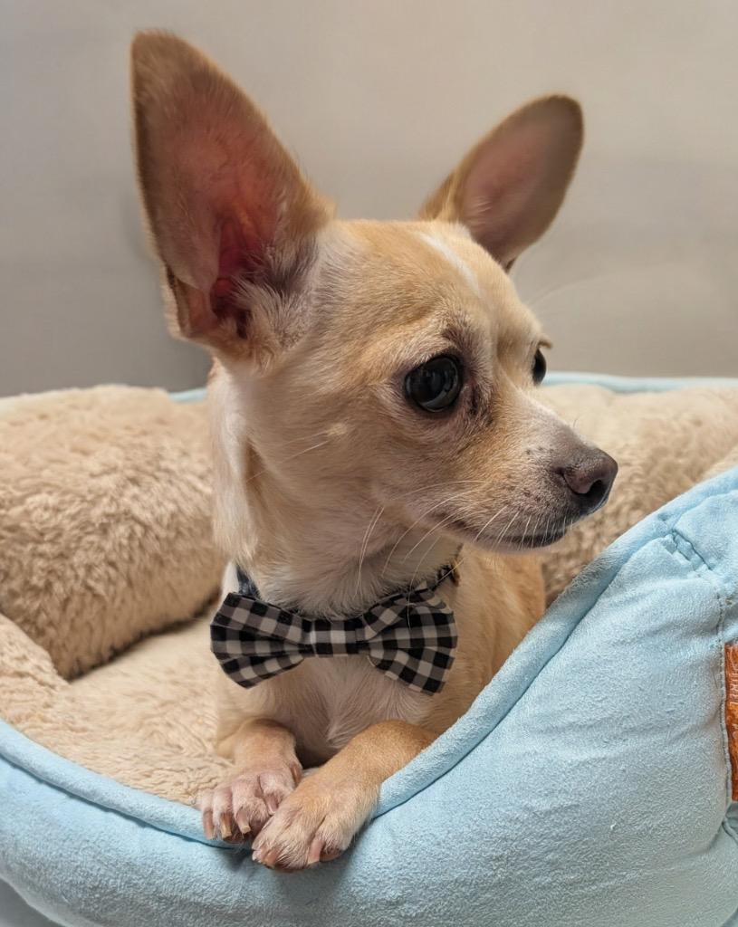 Enlarge Waffles, a Adopted Chihuahua in Fort Myers, FL image 2/2