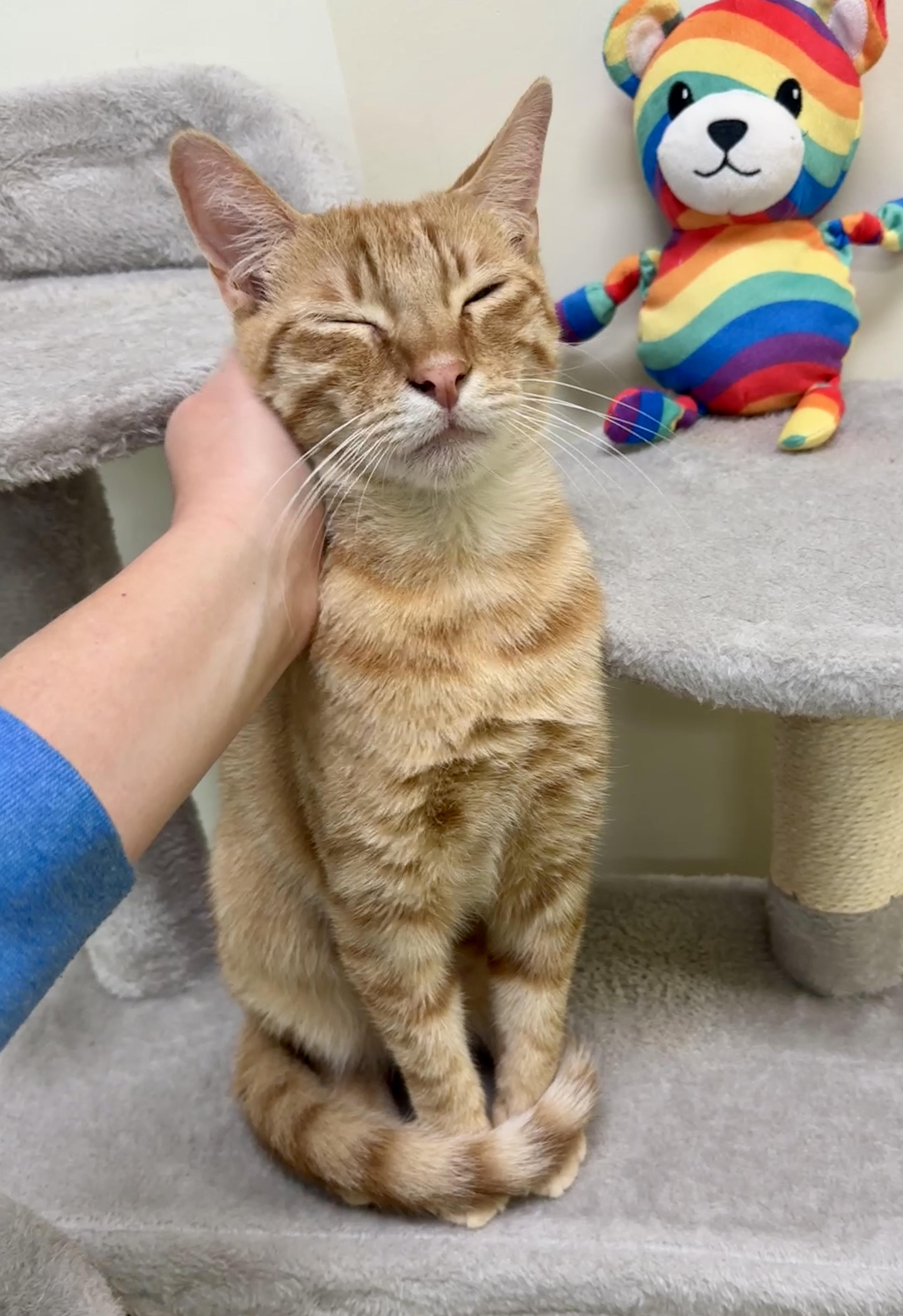 Enlarge Red (Snuggle bunny), a Adoptable Domestic Short Hair in Houston, TX image 2/6