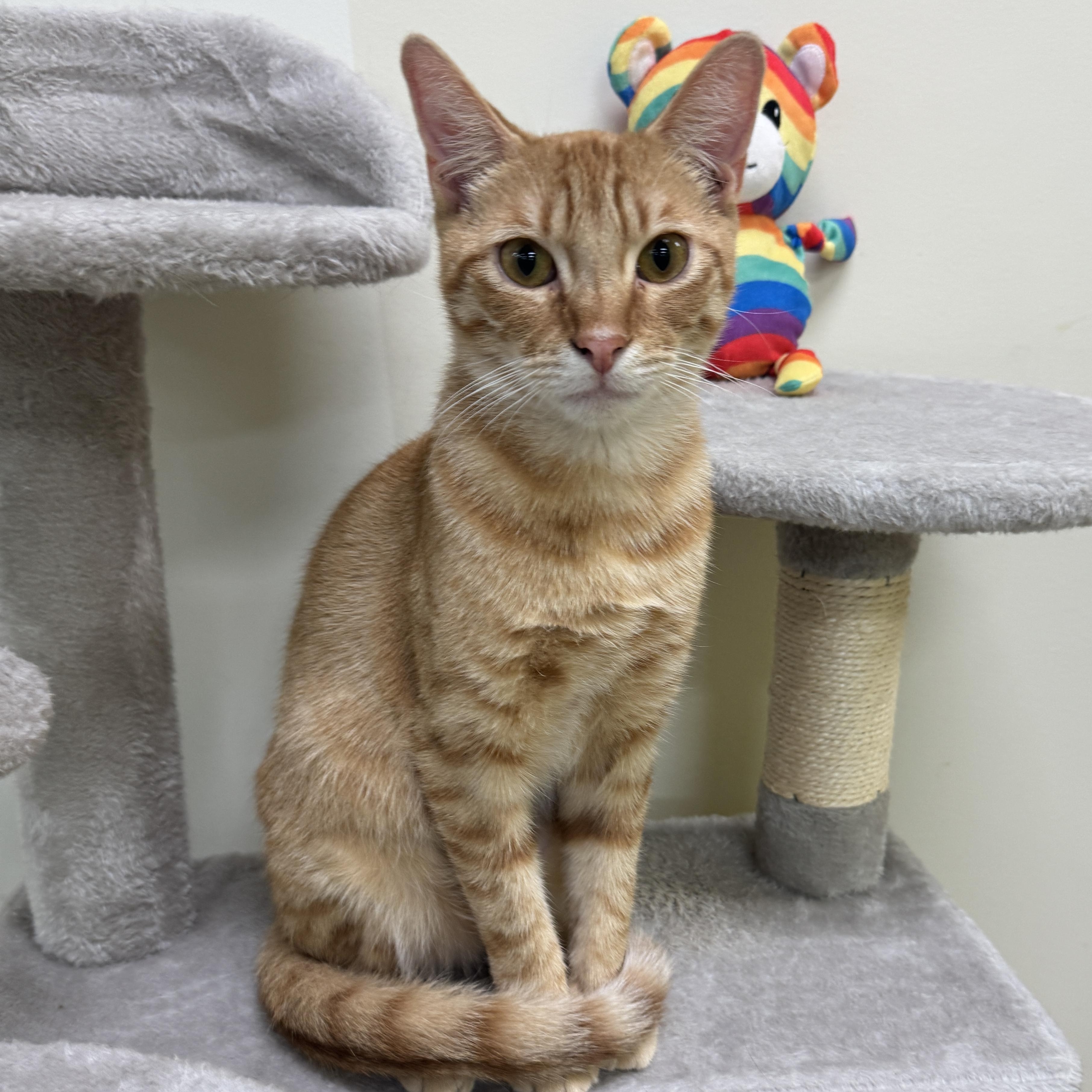 Enlarge Red (Snuggle bunny), a Adoptable Domestic Short Hair in Houston, TX image 5/6