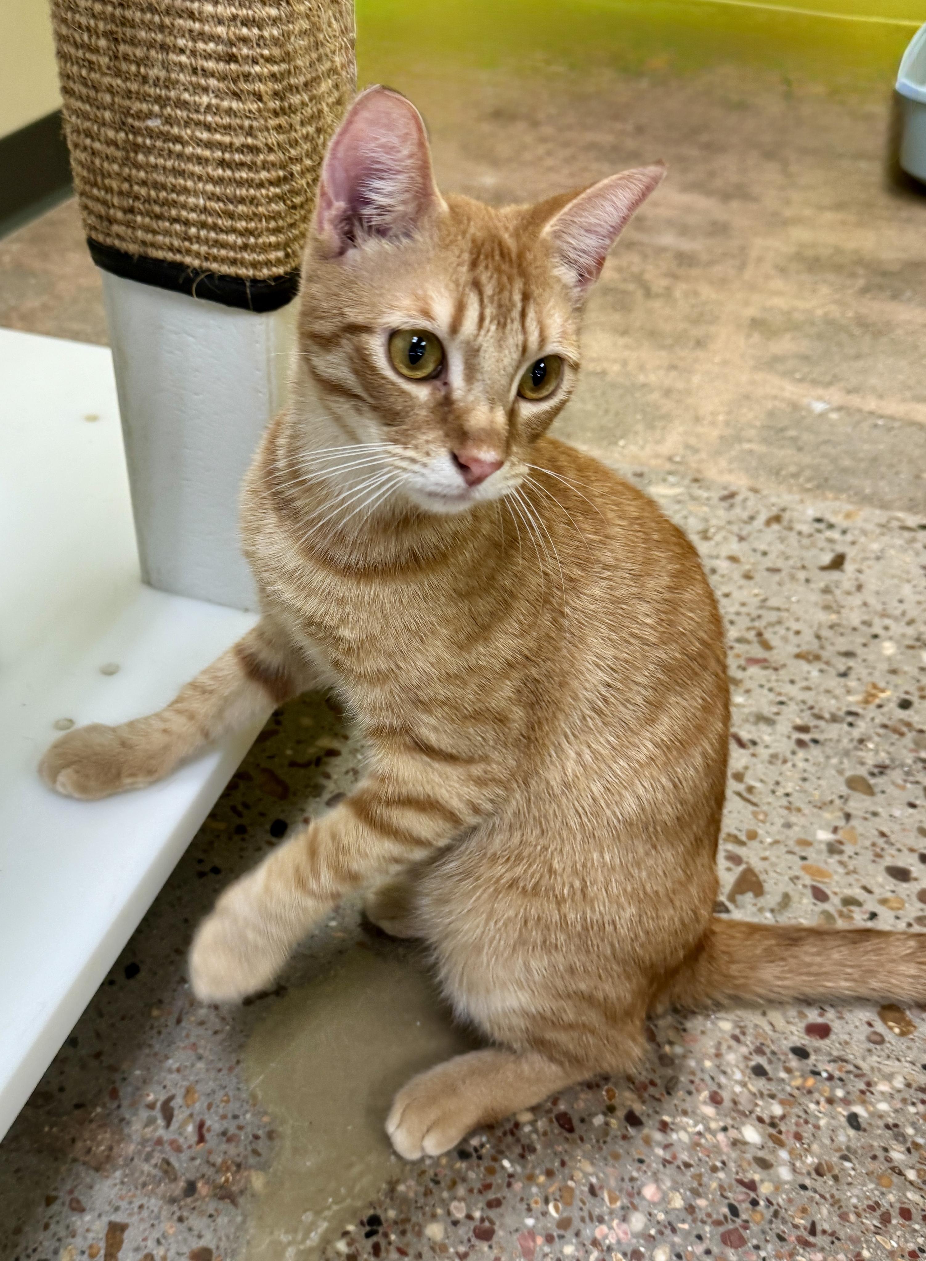 Enlarge Red (Snuggle bunny), a Adoptable Domestic Short Hair in Houston, TX image 4/6