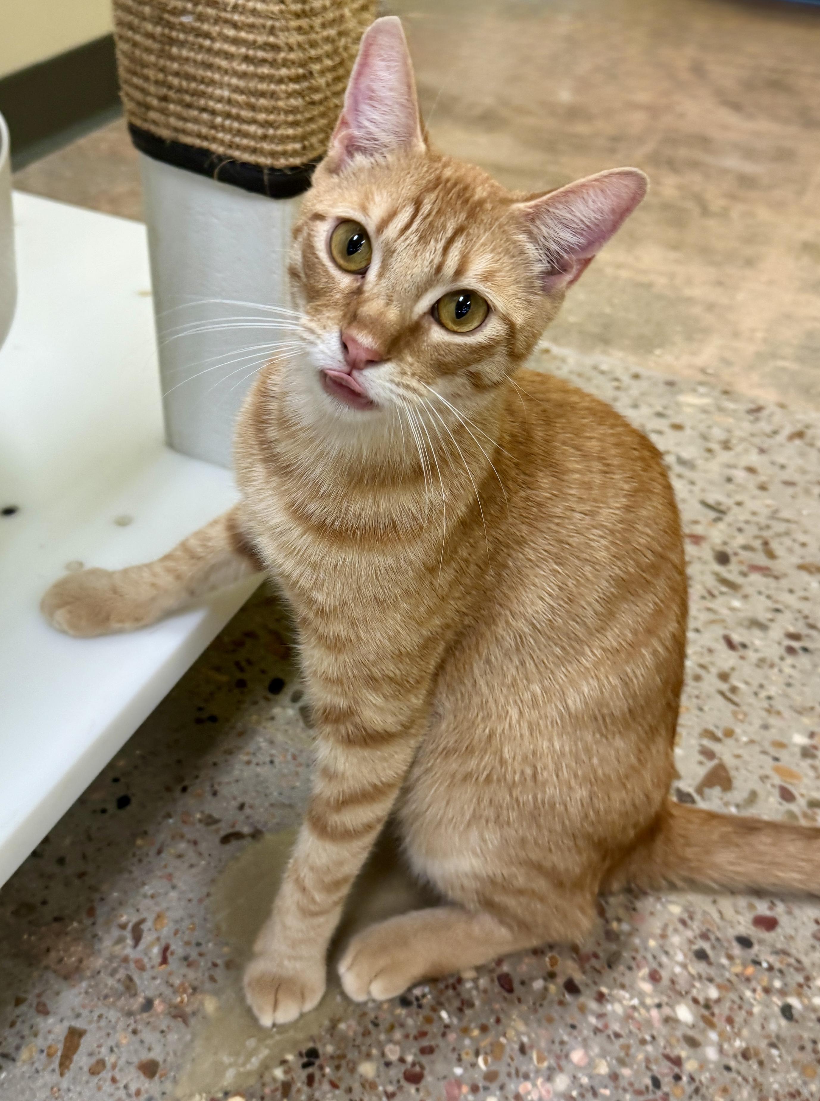 Red (Snuggle bunny), Adoptable, Kitten Male Domestic Short Hair.
