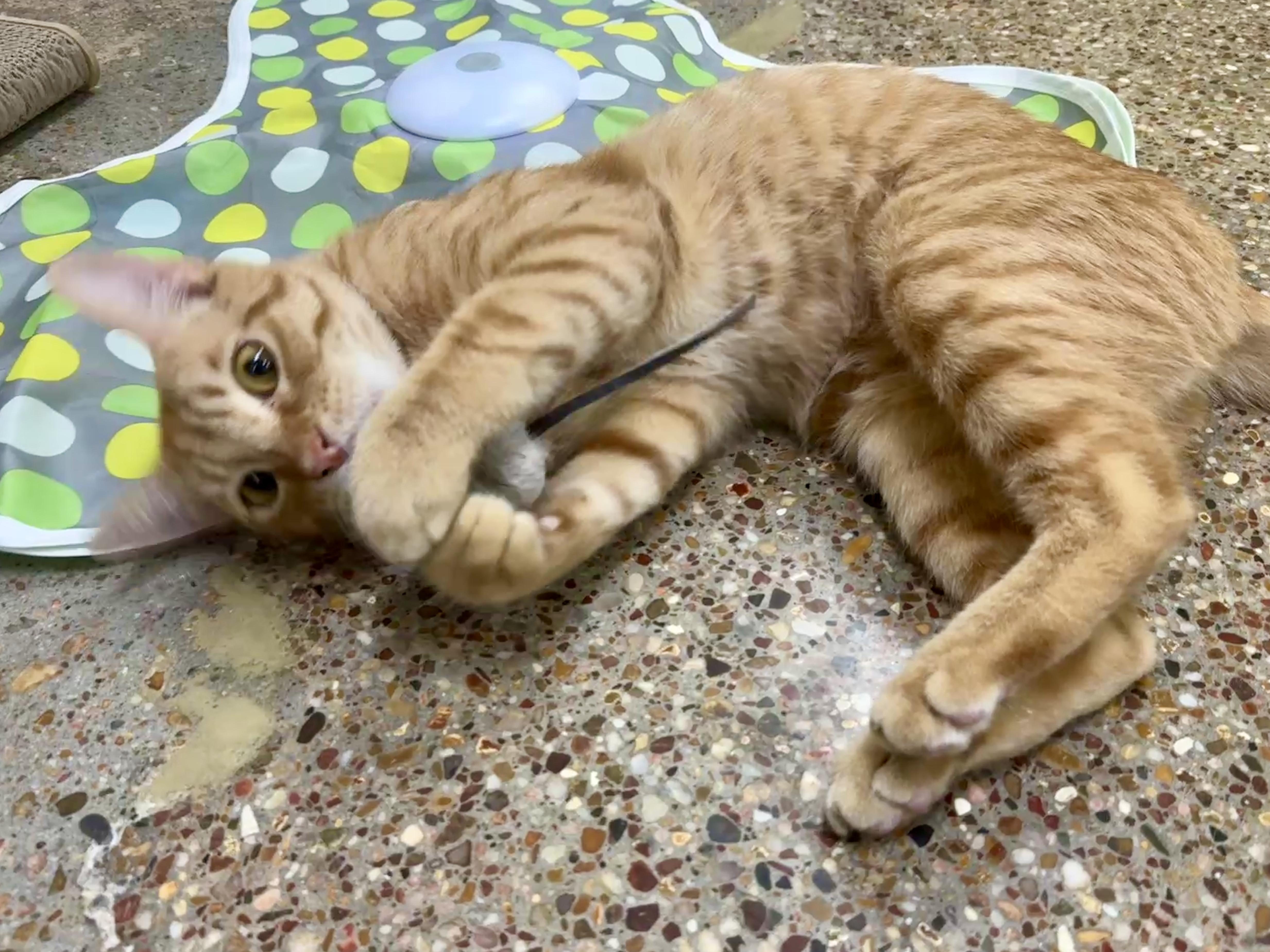 Red (Snuggle bunny), Adoptable, Kitten Male Domestic Short Hair.