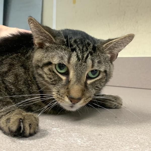 Shorty, Adoptable, Adult Male Domestic Short Hair.