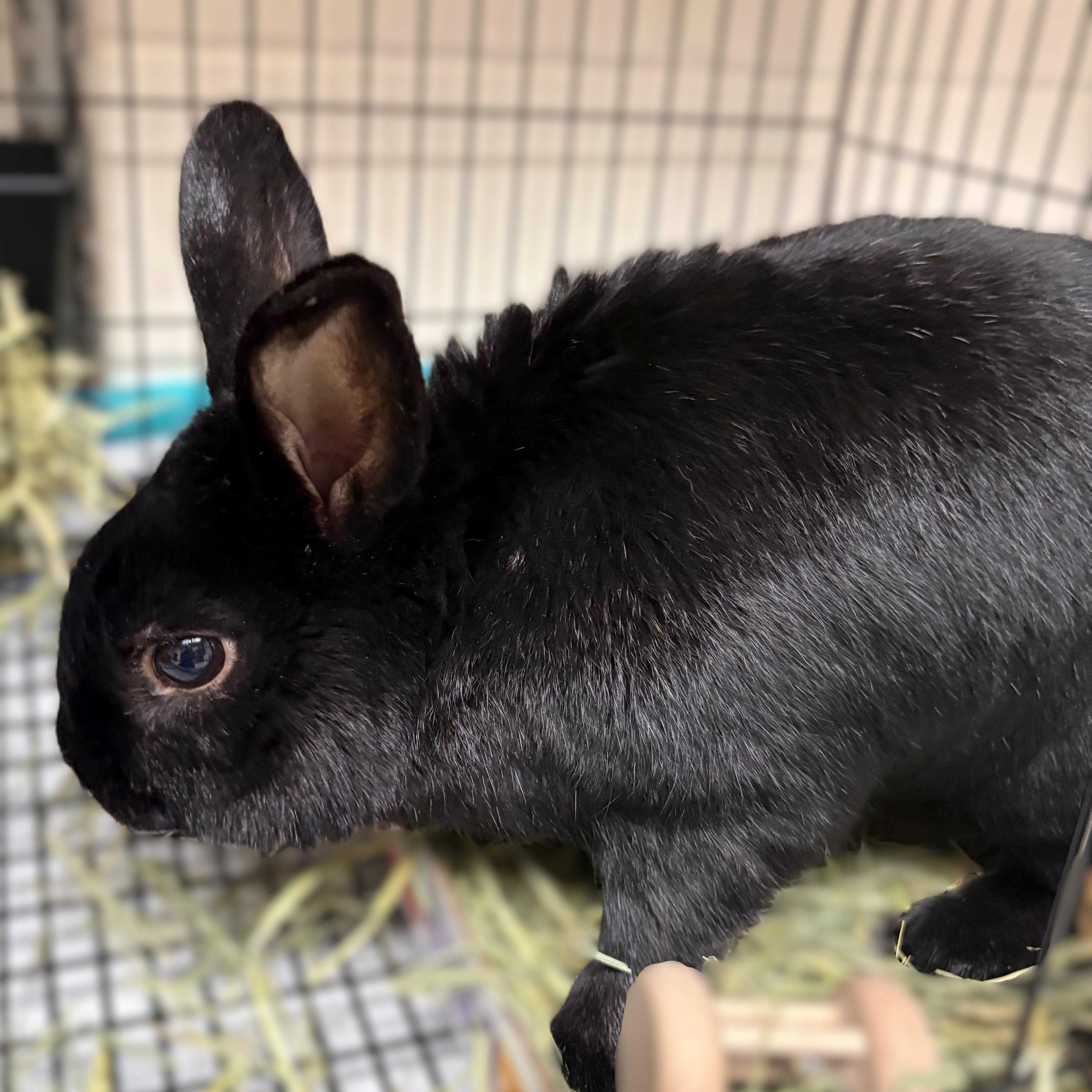 Enlarge Bun Bun- #51181, a ADOPTABLE Bunny Rabbit in Columbia, MD image 3/4