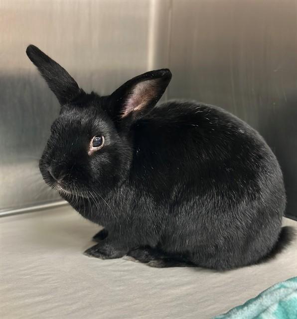 Enlarge Bun Bun- #51181, a ADOPTABLE Bunny Rabbit in Columbia, MD image 4/4