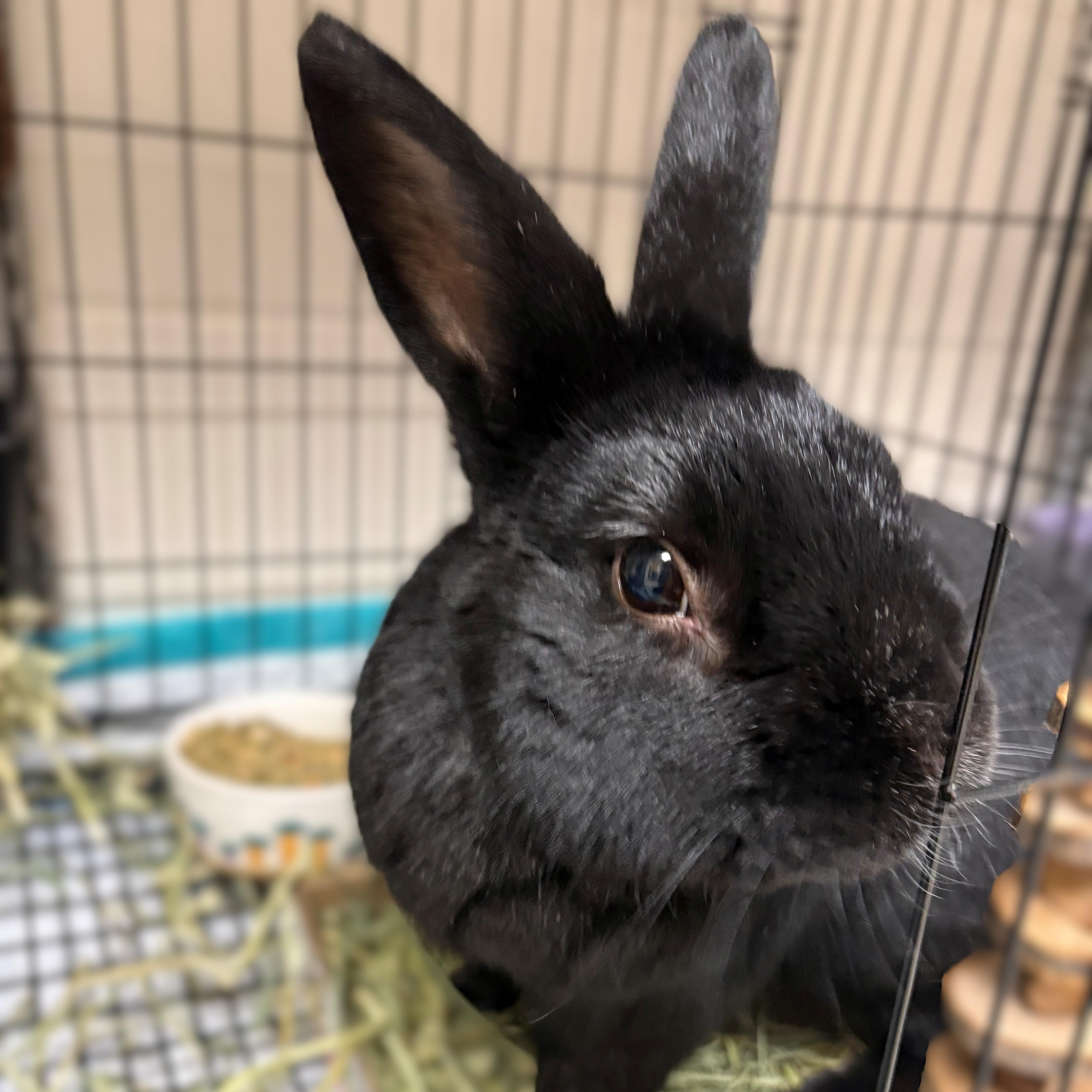 Enlarge Bun Bun- #51181, a ADOPTABLE Bunny Rabbit in Columbia, MD image 1/4
