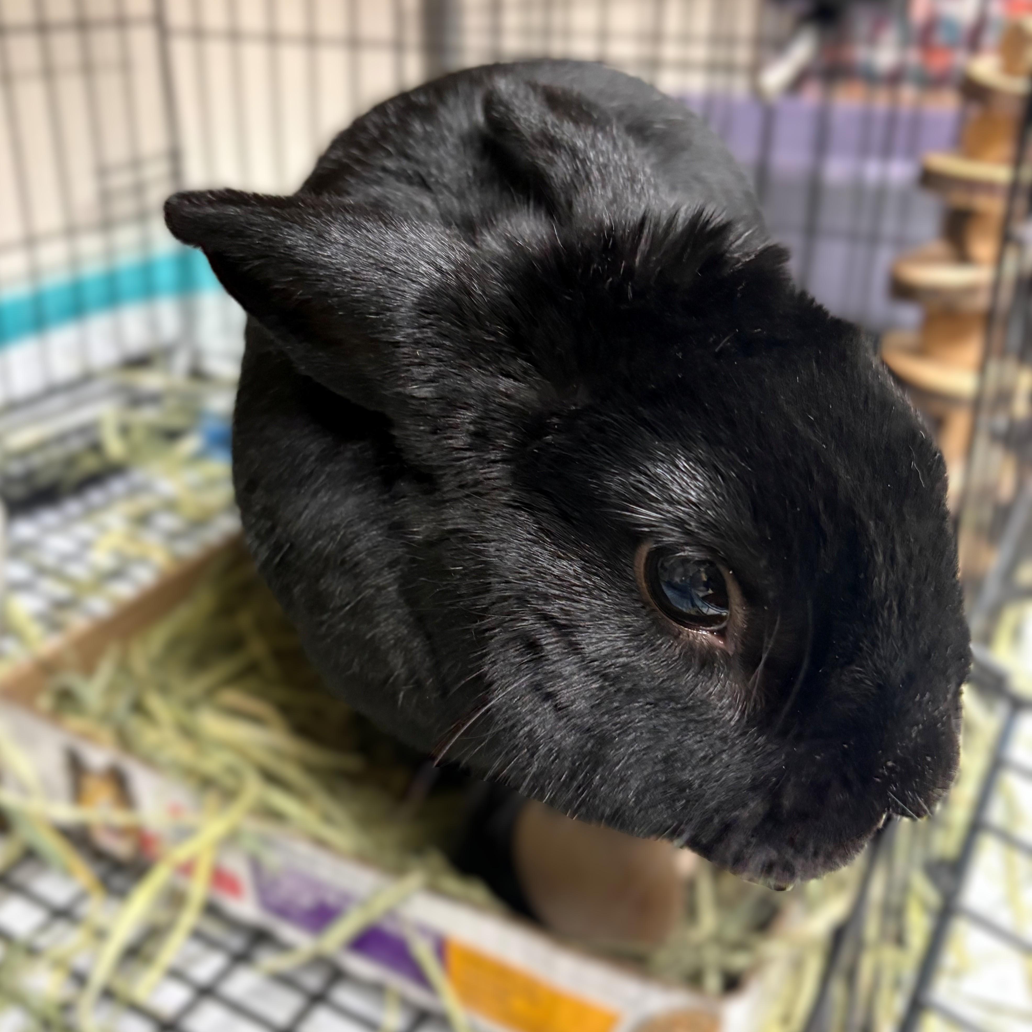 Enlarge Bun Bun- #51181, a ADOPTABLE Bunny Rabbit in Columbia, MD image 2/4