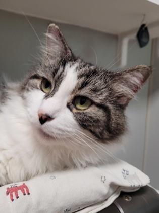 Fluffy, a Adoptable Domestic Short Hair in New Freedom, PA image 1/2