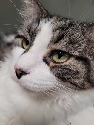 Fluffy, a Adoptable Domestic Short Hair in New Freedom, PA image 2/2