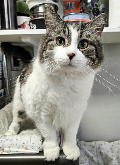 Enlarge Fluffy, a Adoptable Domestic Short Hair in New Freedom, PA image 1/1
