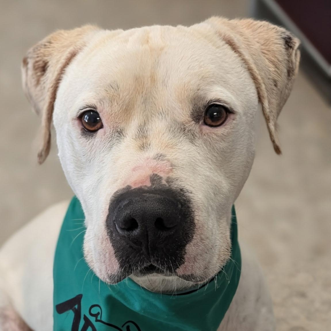 Cheech, adopted, Adult Male Pit Bull Terrier.