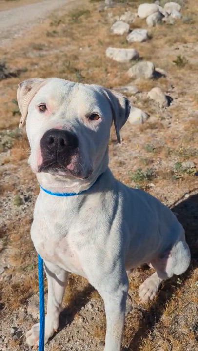 Enlarge Cheech, an adopted Pit Bull Terrier in Ferndale, WA video 2/2