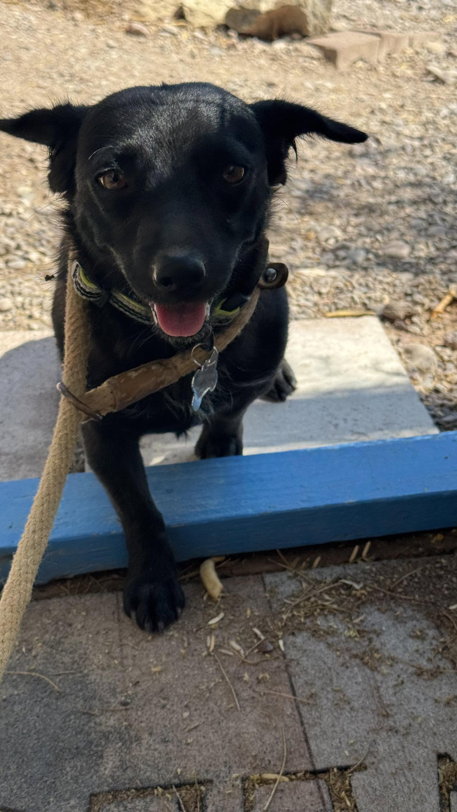 Rosemary, Adopted, Young Female Dachshund.
