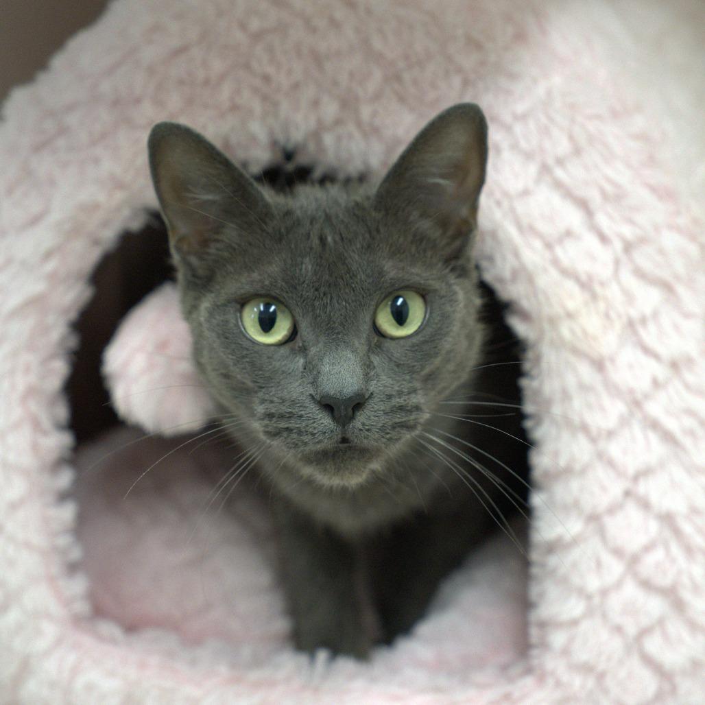 Enlarge Asher, a Adoptable Domestic Short Hair in Hawthorne, CA image 1/2