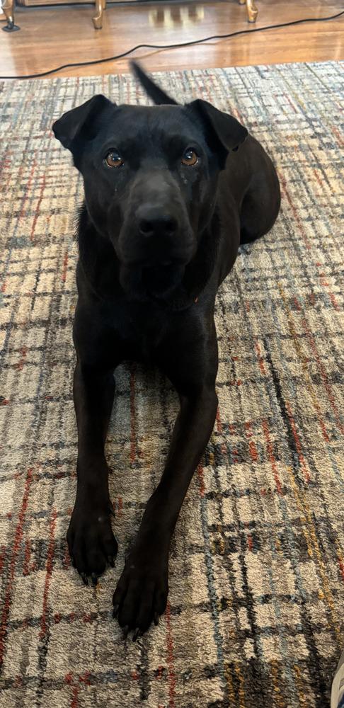 Enlarge CD Bianca, a Adoptable mixed breed in Aurora, IN image 2/6