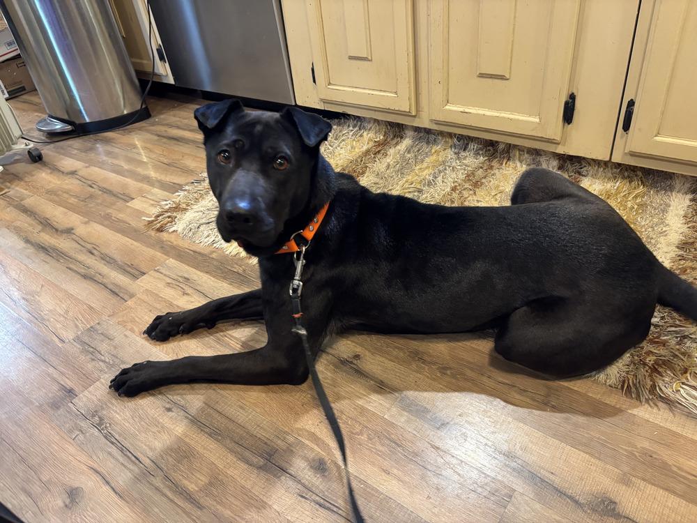 Enlarge CD Bianca, a Adoptable mixed breed in Aurora, IN image 3/6