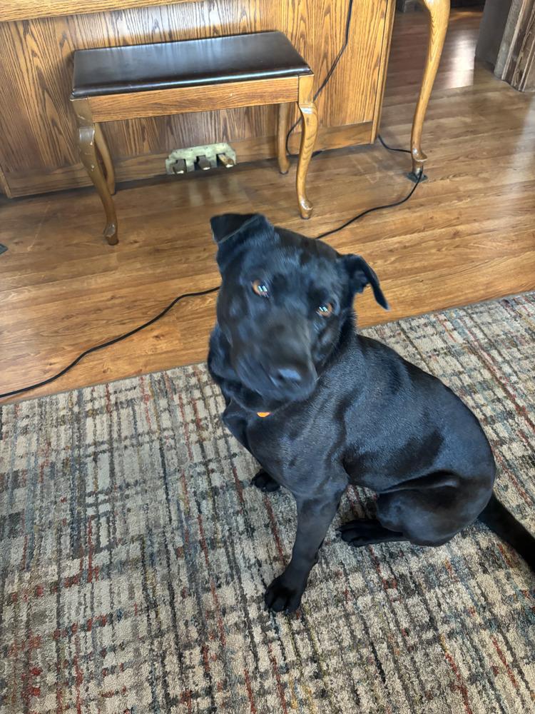 Enlarge CD Bianca, a Adoptable mixed breed in Aurora, IN image 4/6