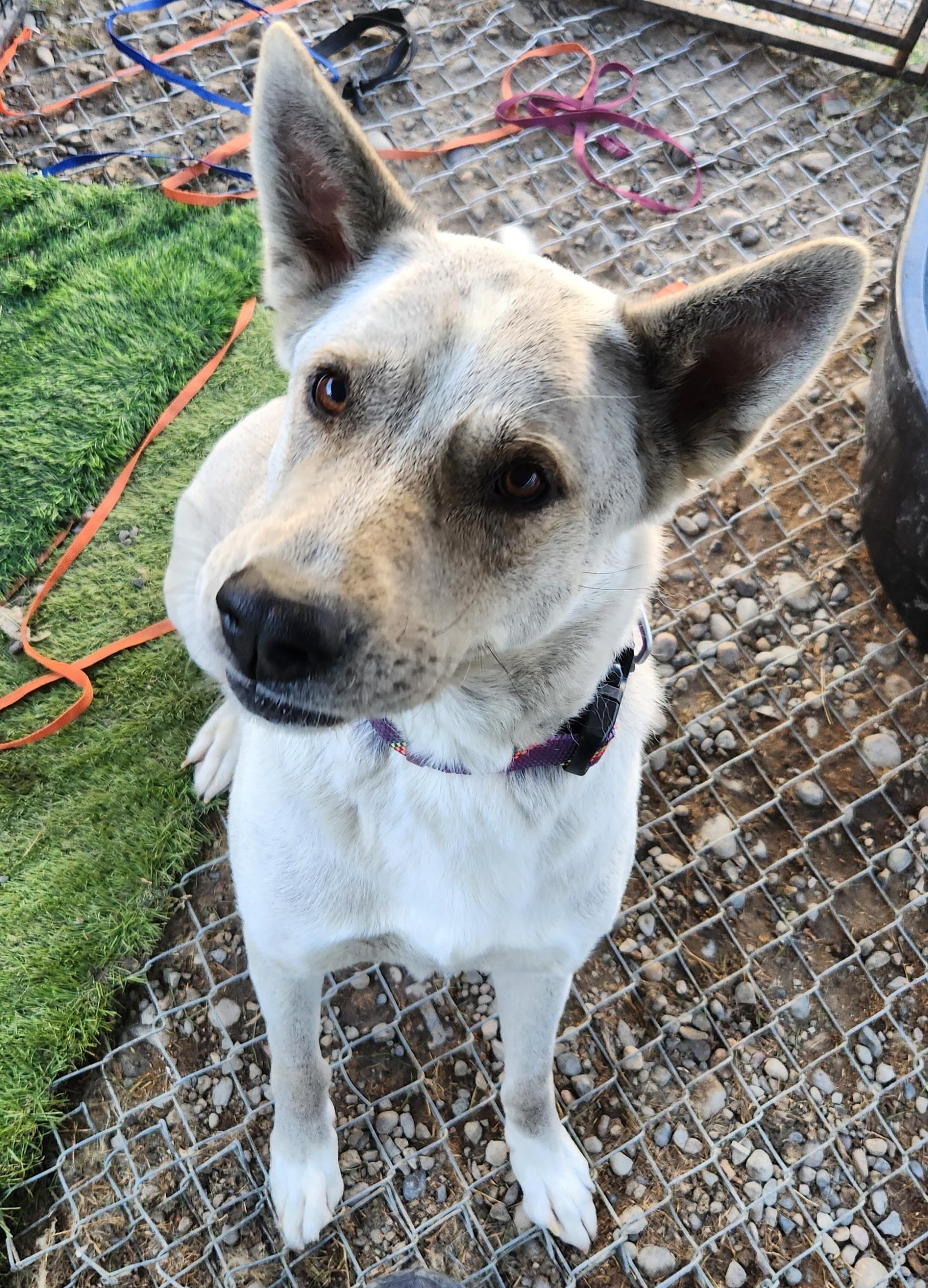 Loch-Ness, Adoptable, Adult Male German Shepherd Dog.