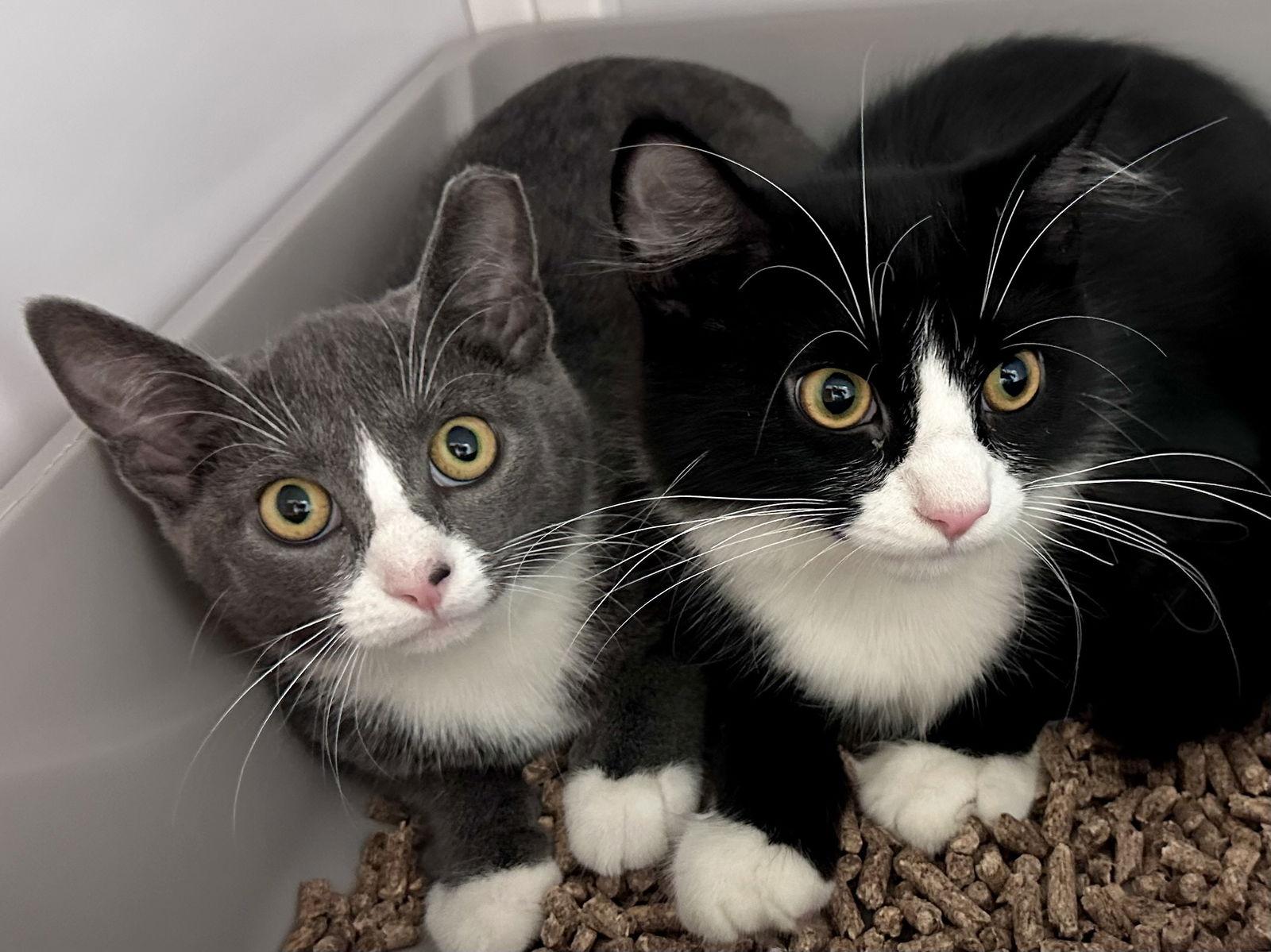 Paul and Suki (kittens), a Adoptable Domestic Short Hair in Alexandria, VA image 1/3