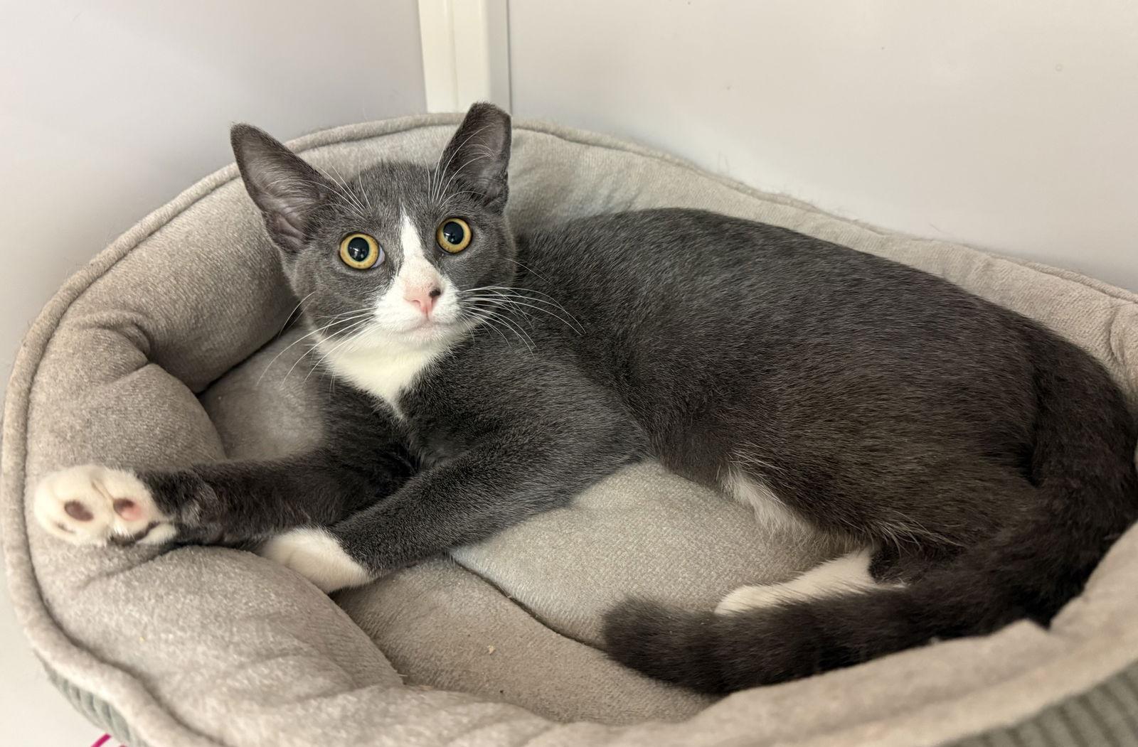 Paul and Suki (kittens), a Adoptable Domestic Short Hair in Alexandria, VA image 2/3