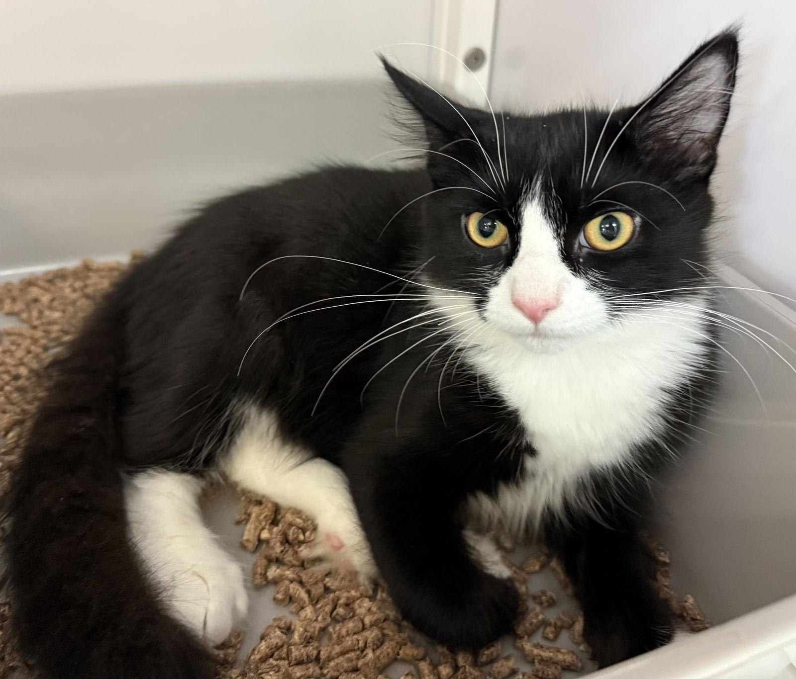 Paul and Suki (kittens), a Adoptable Domestic Short Hair in Alexandria, VA image 3/3