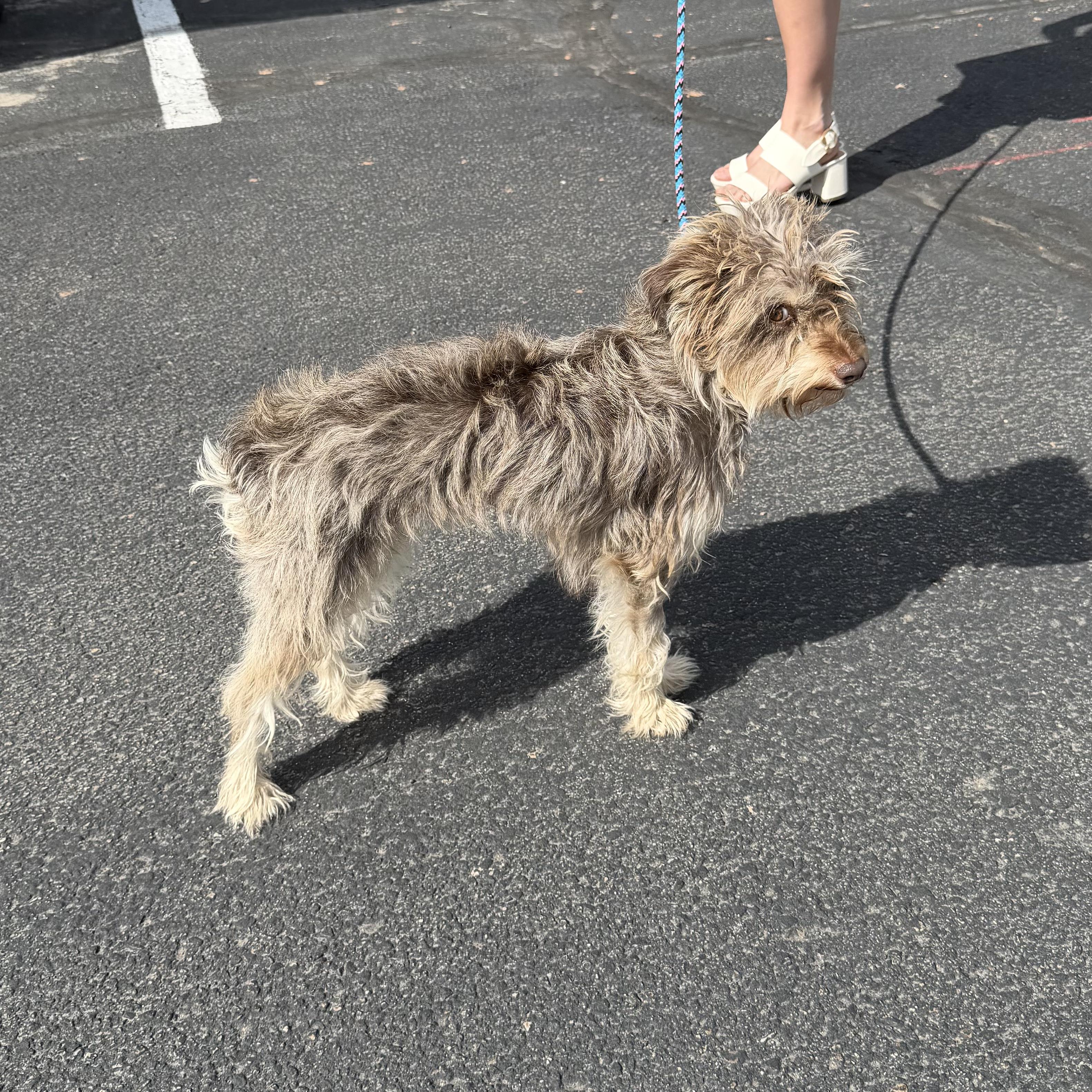 Enlarge Gigi, a ADOPTABLE Miniature Schnauzer in Boulder, CO image 4/6
