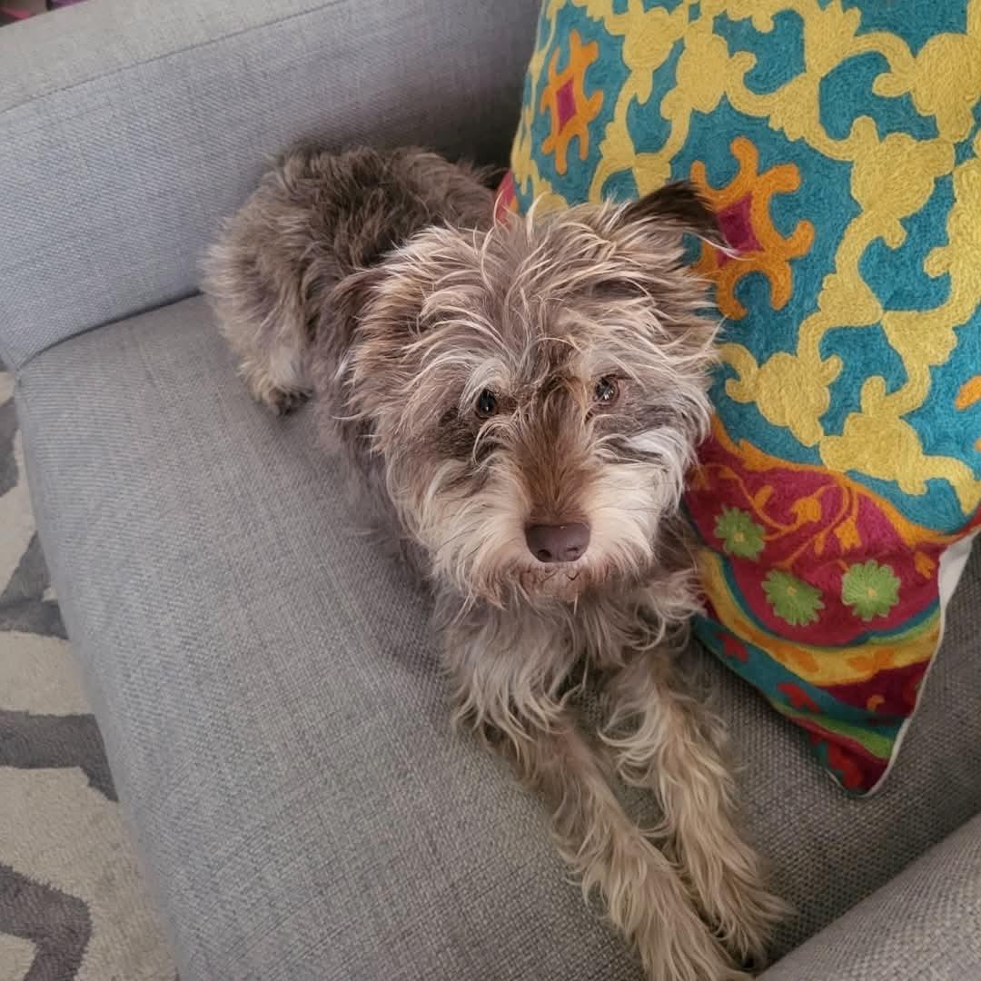 Enlarge Gigi, a ADOPTABLE Miniature Schnauzer in Boulder, CO image 1/6