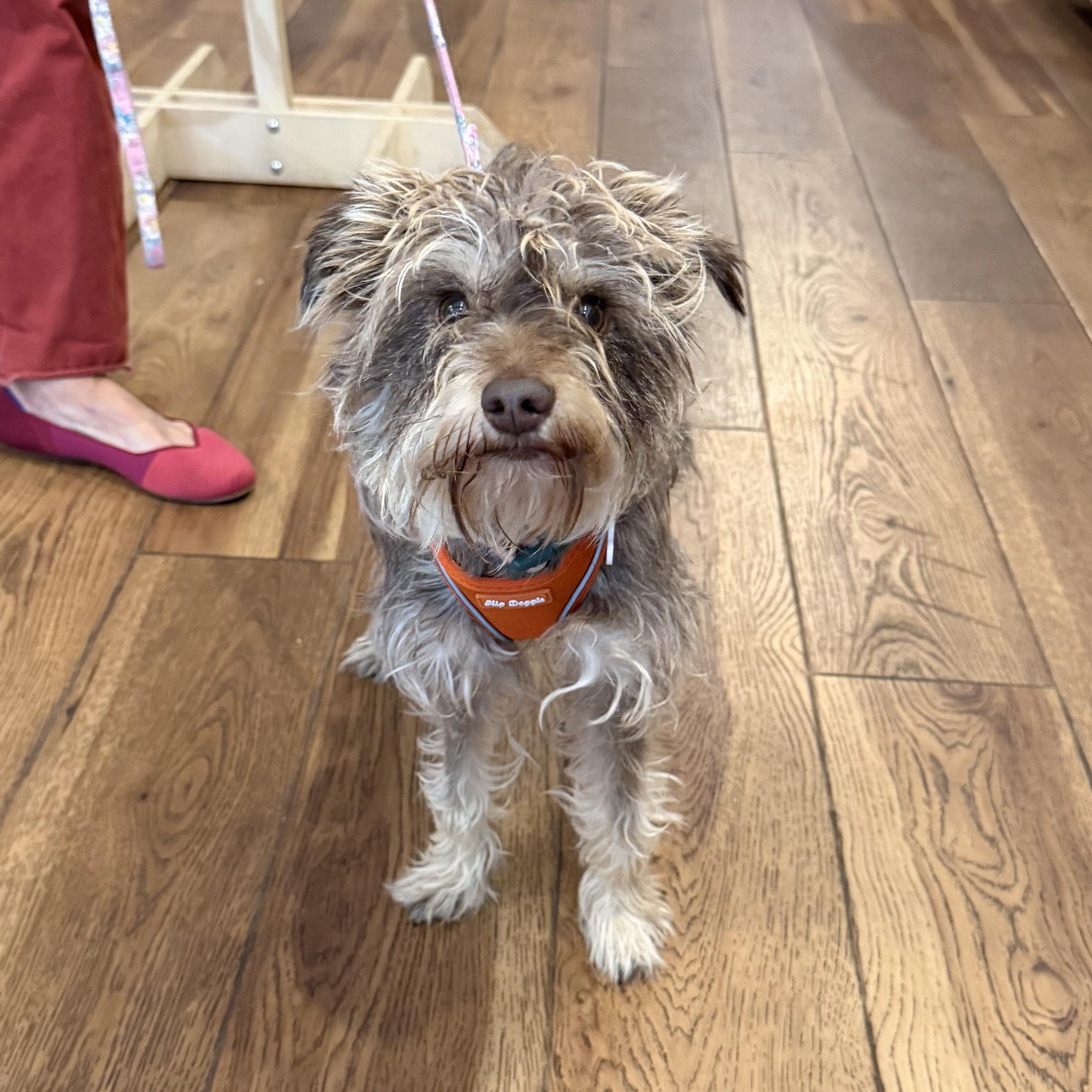 Enlarge Gigi, a ADOPTABLE Miniature Schnauzer in Boulder, CO image 3/6
