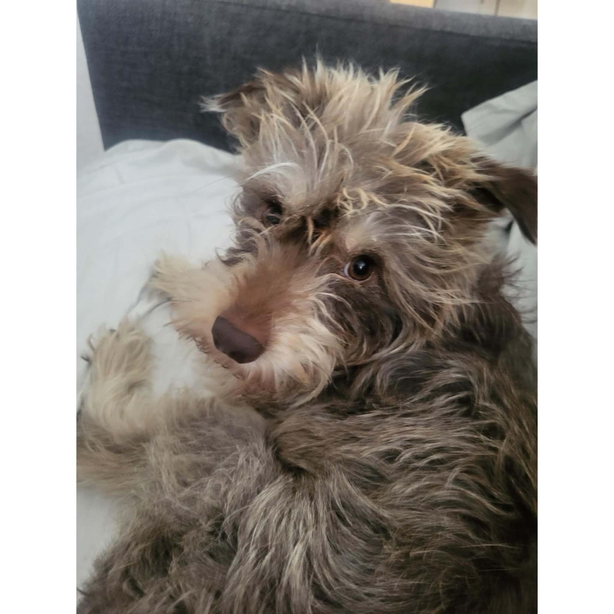 Enlarge Gigi, a ADOPTABLE Miniature Schnauzer in Boulder, CO image 2/6