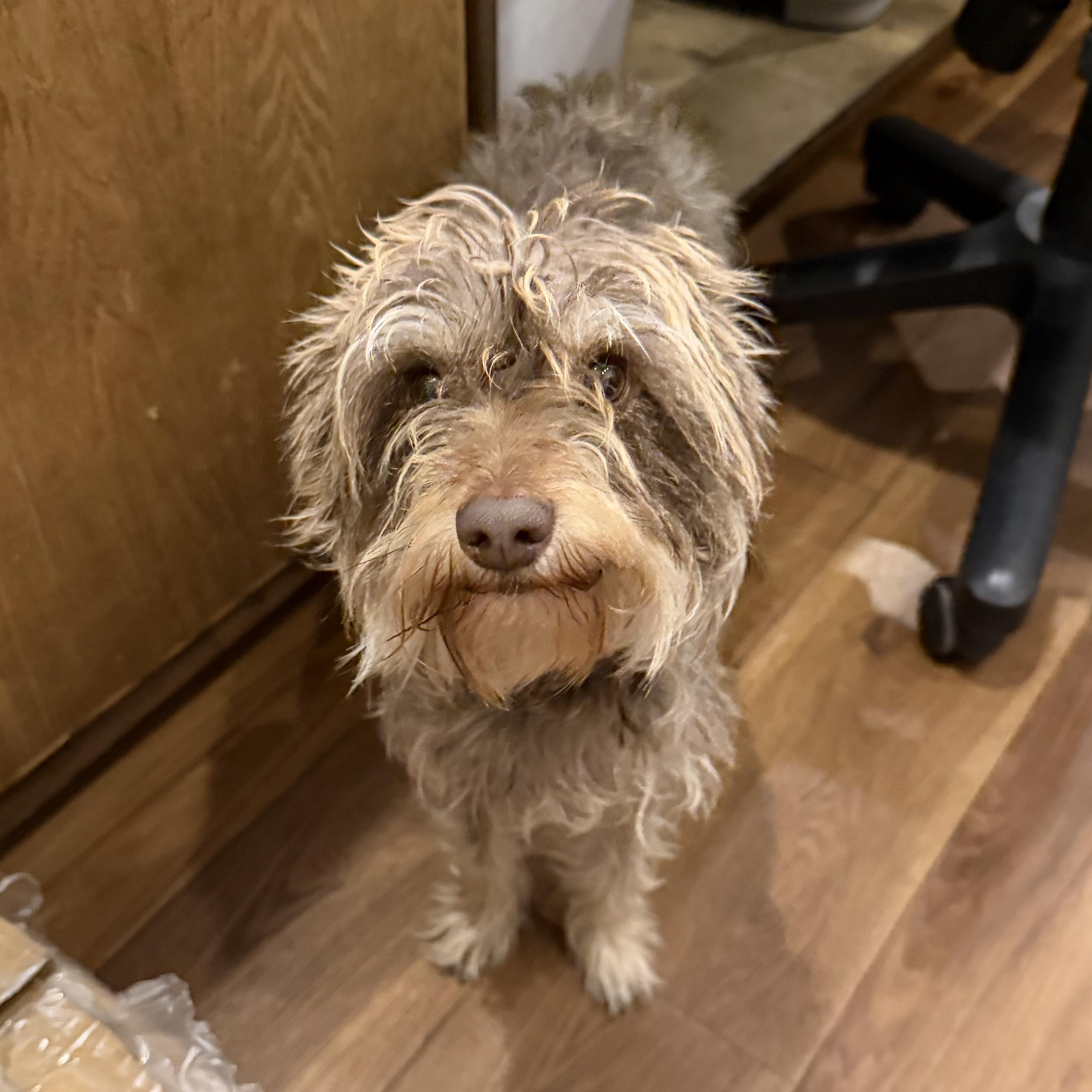 Enlarge Gigi, a ADOPTABLE Miniature Schnauzer in Boulder, CO image 5/6