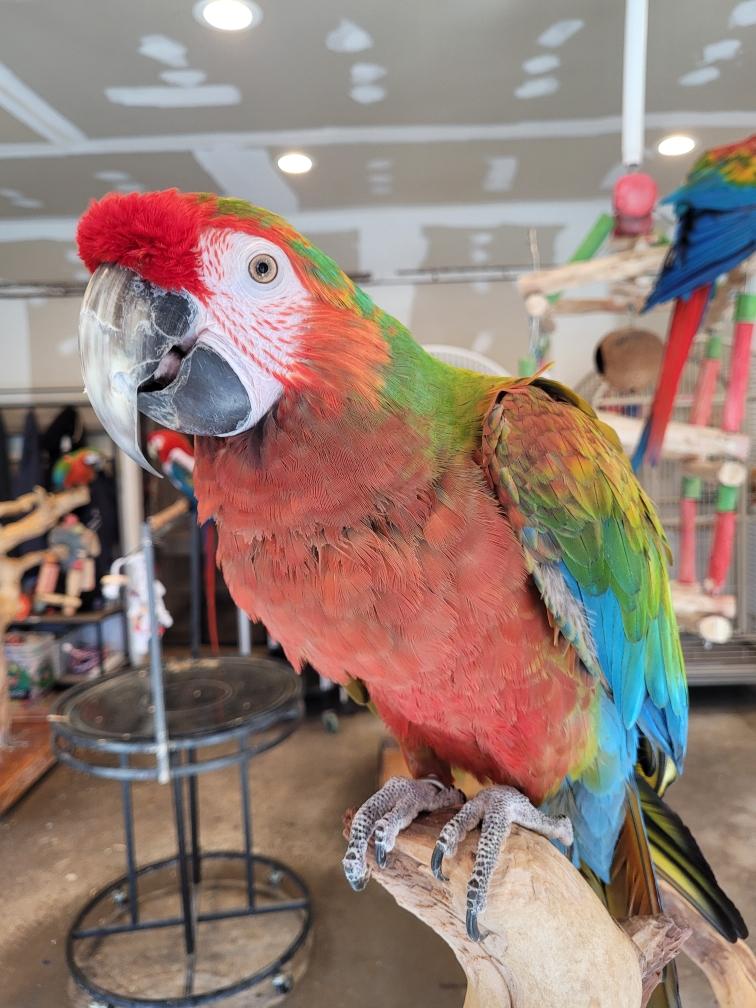 Tiki, ADOPTABLE, Adult Female Macaw.