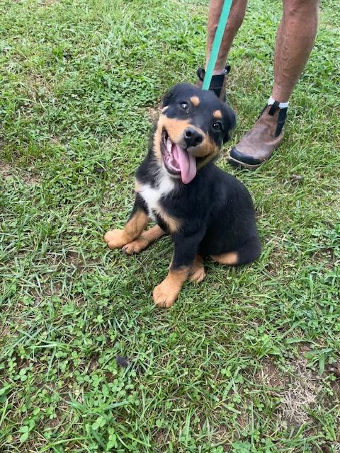 Enlarge Warren, an adopted mixed breed in Woburn, MA image 6/6