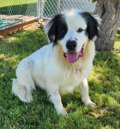 Max, ADOPTABLE, Adult Male Newfoundland Dog.