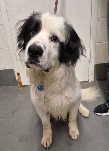 Max, ADOPTABLE, Adult Male Newfoundland Dog.
