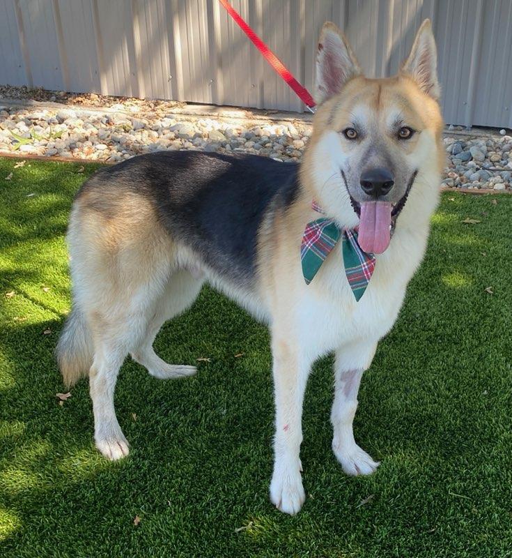 St. Vincent, ADOPTABLE, Adult Male Shepherd.